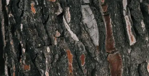 How Pine Bark Extract Powder Boosts Proanthocyanidins?
